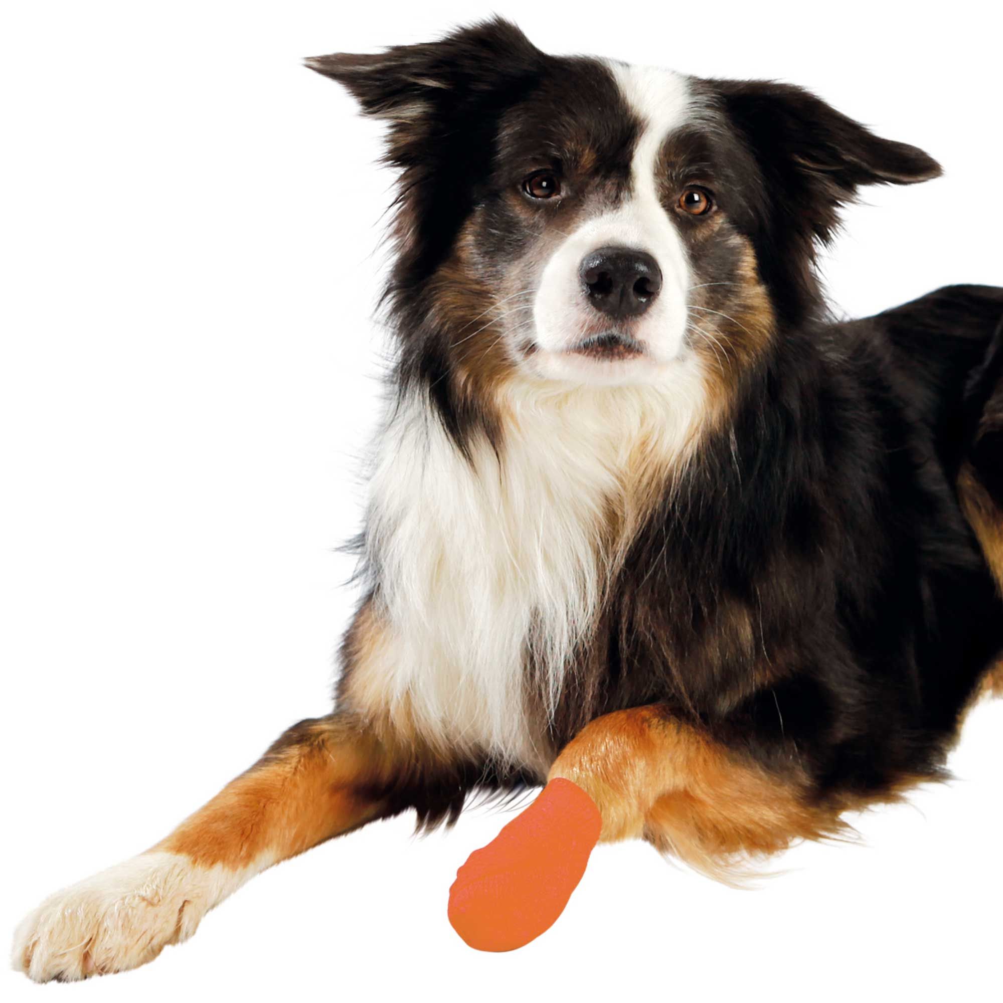 Hunde Bandagen - selbstklebende, flexible Bandagen zur Wundversorgung und Stabilisierung