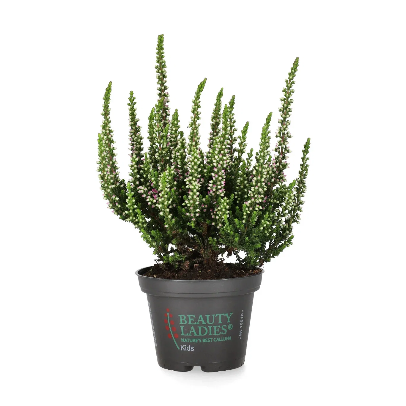 Calluna vulgaris Røsslyng Ø6 cm