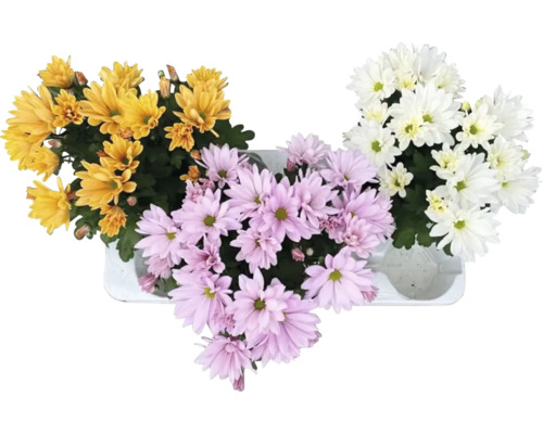 Herfstchrysantenmix Chrysanthemum indicum Ø 10,5 cm pot willekeurige variëteitselectie