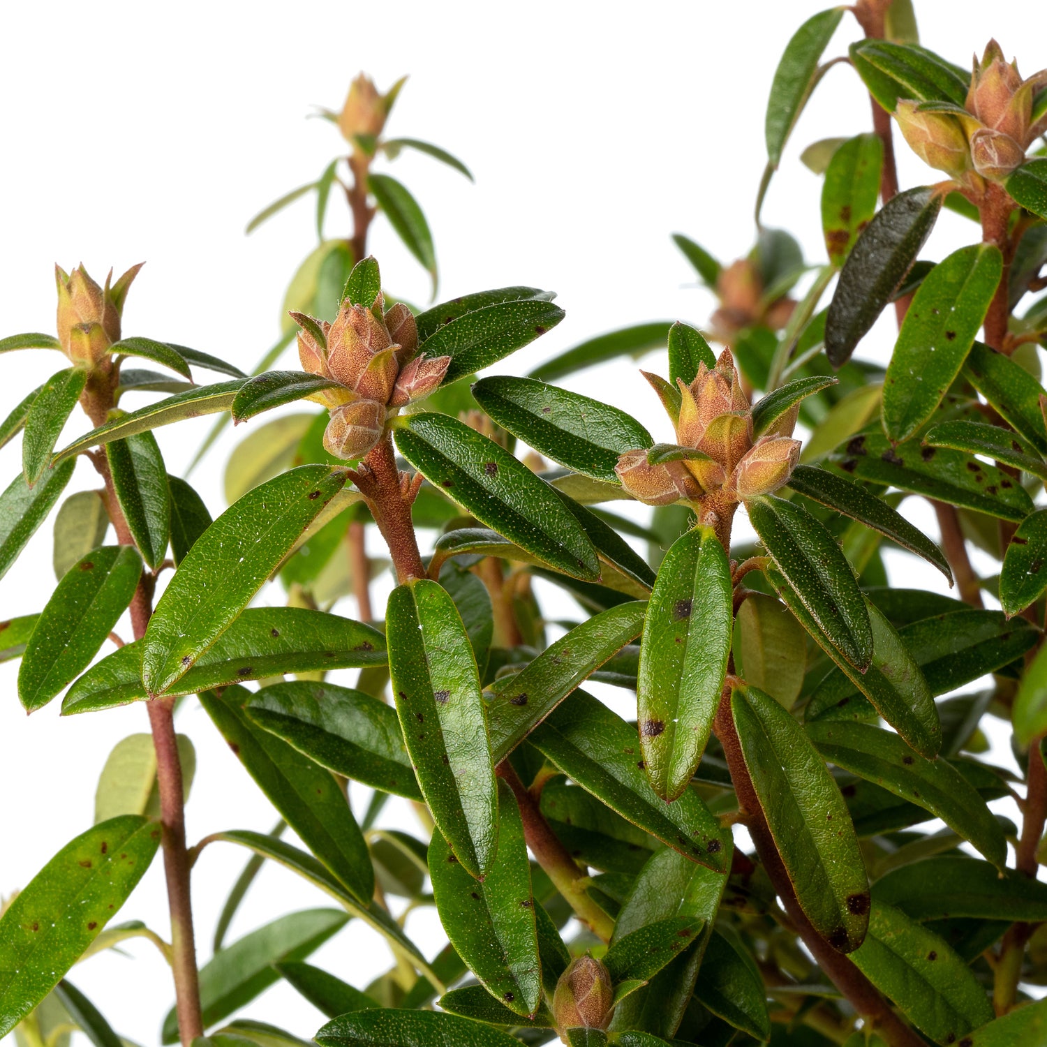 Rhododendron (Rhododendron 'Arctic Tern') D 17 H 20 cm