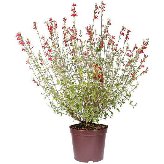 Salvia : pot 7.5 litres
