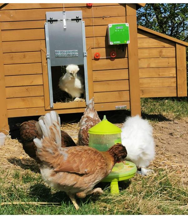 KERBL Hühnerzubehör Futterautomat mit