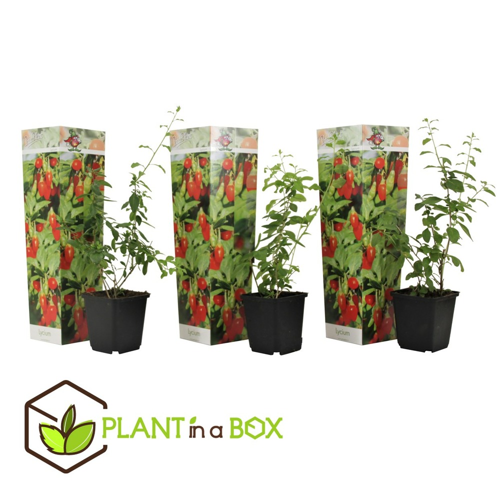 Lycium barbarum - set de 3 - plantes de goji - pot 9cm - hauteur 25-40cm