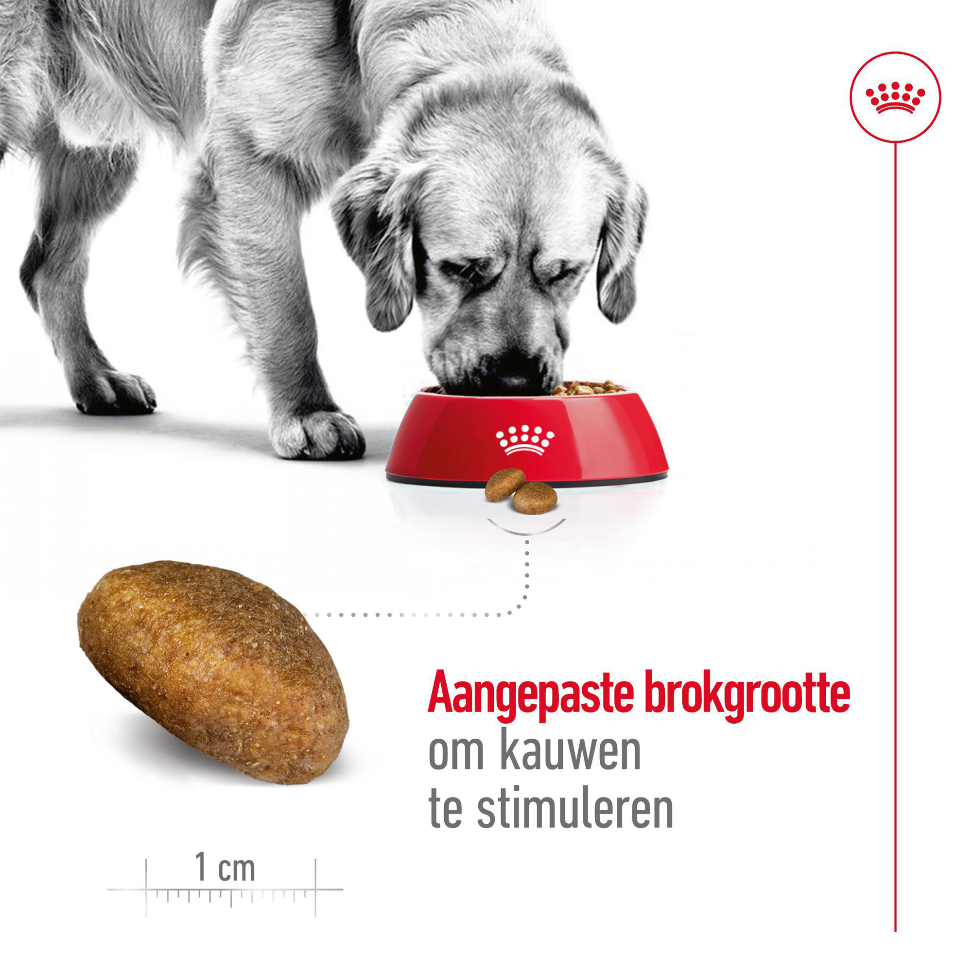 Royal Canin Maxi Adult - Hondenvoer