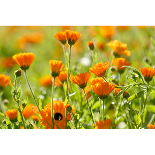 Weleda Calendula Massageolie 100ML