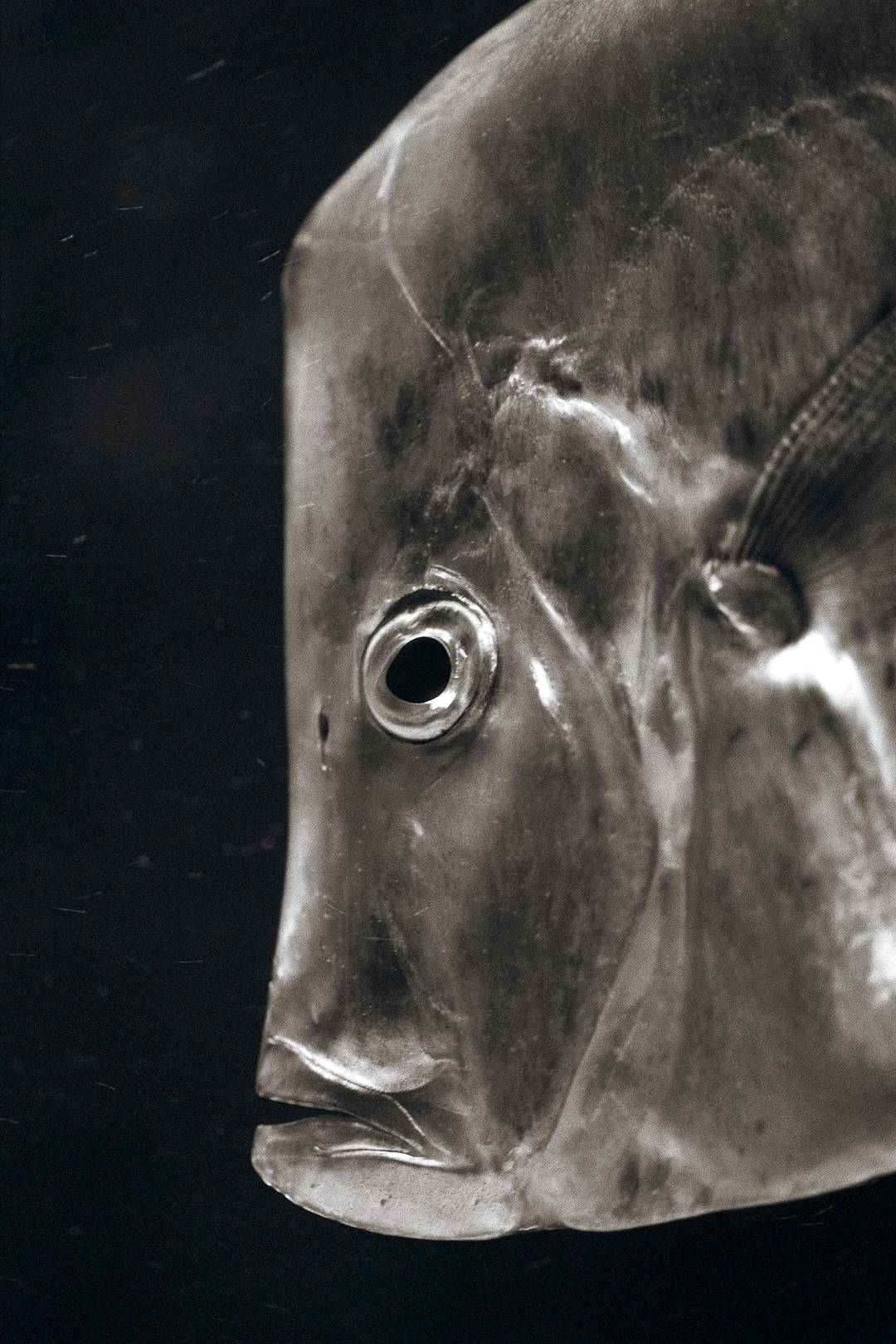 Lookdown by Henry Horenstein - Open Edition.