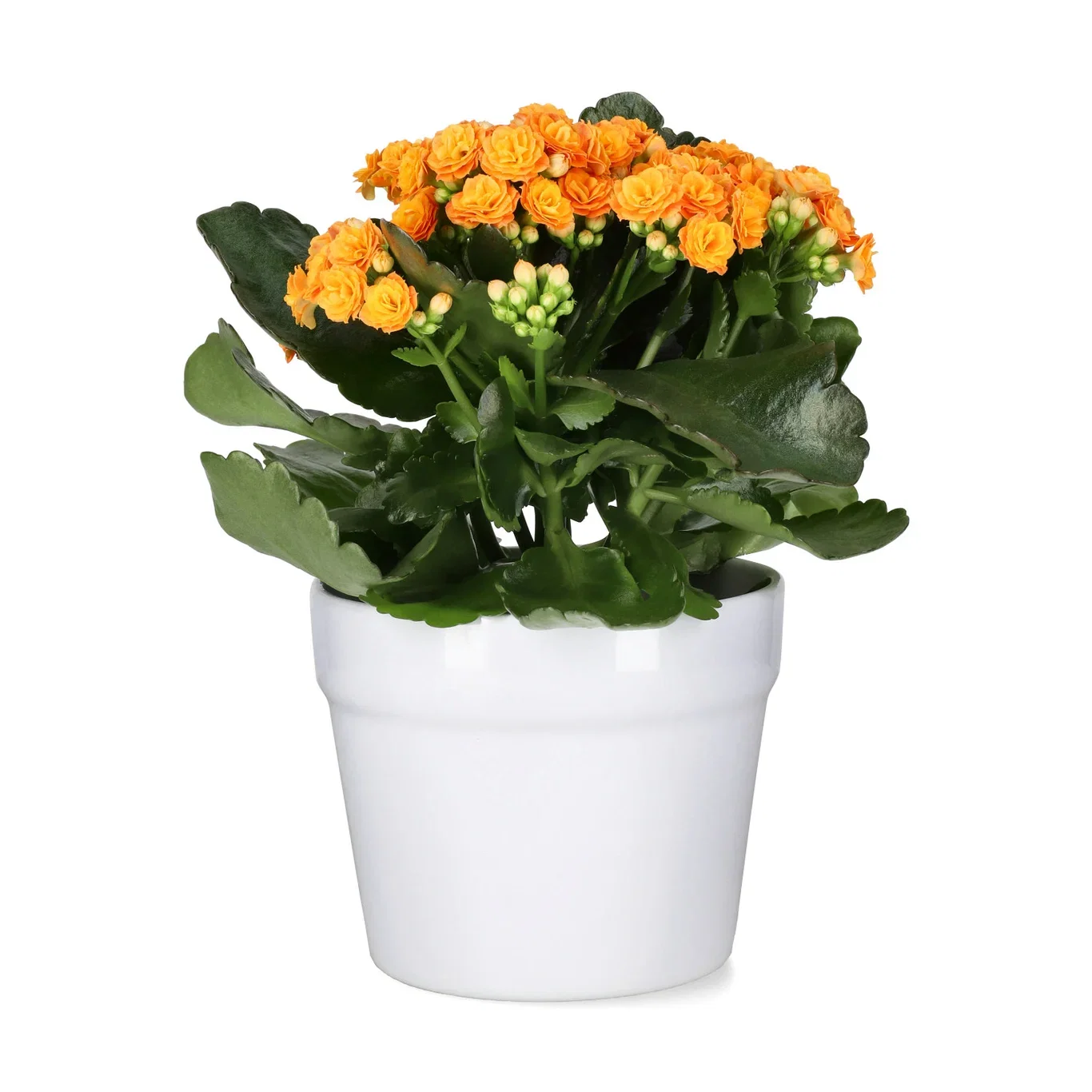 Kalanchoe orange 10,5cm Ildtopp Høyde 25 cm