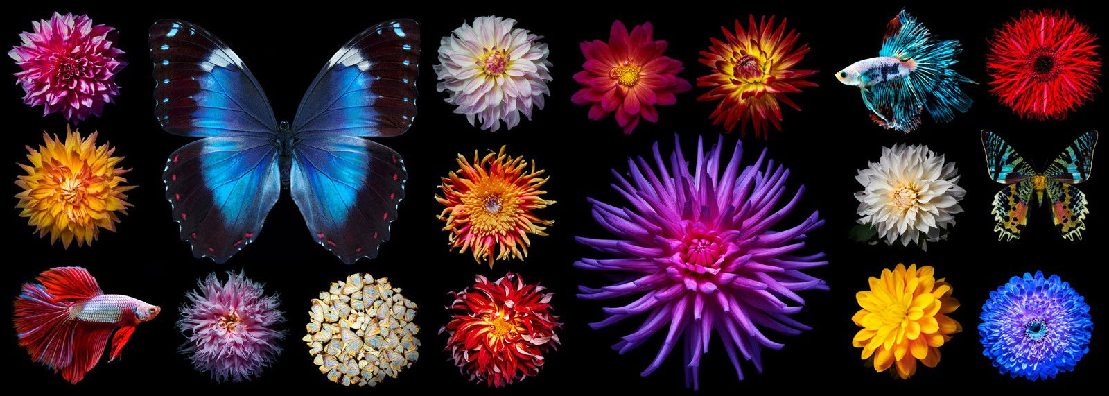Manifold Nature by Heiko Hellwig - Limited Edition. Edition of: 150. Signed.