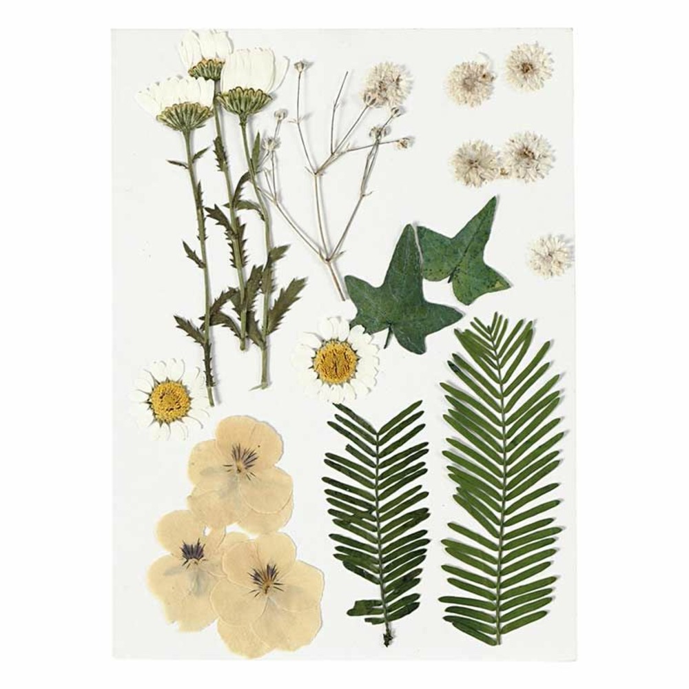 Fleurs séchées et feuilles pressées - blanc cassé - 19 pièces environ