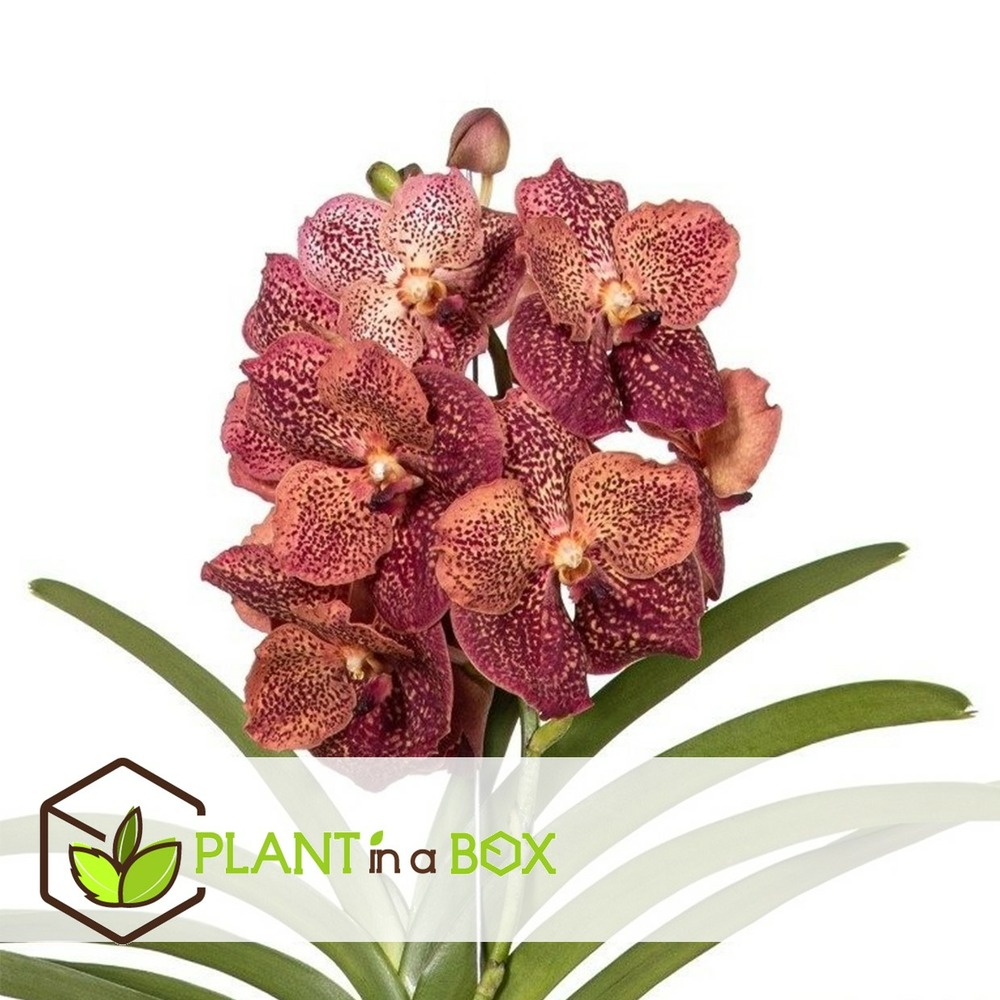 Vanda leopard coral - orchidée tropicale - orchidée en fleur - hauteur 80-90cm