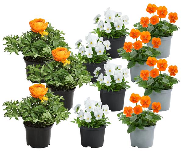 Beet- & Balkonpflanzen-Set Oranger Frühling,