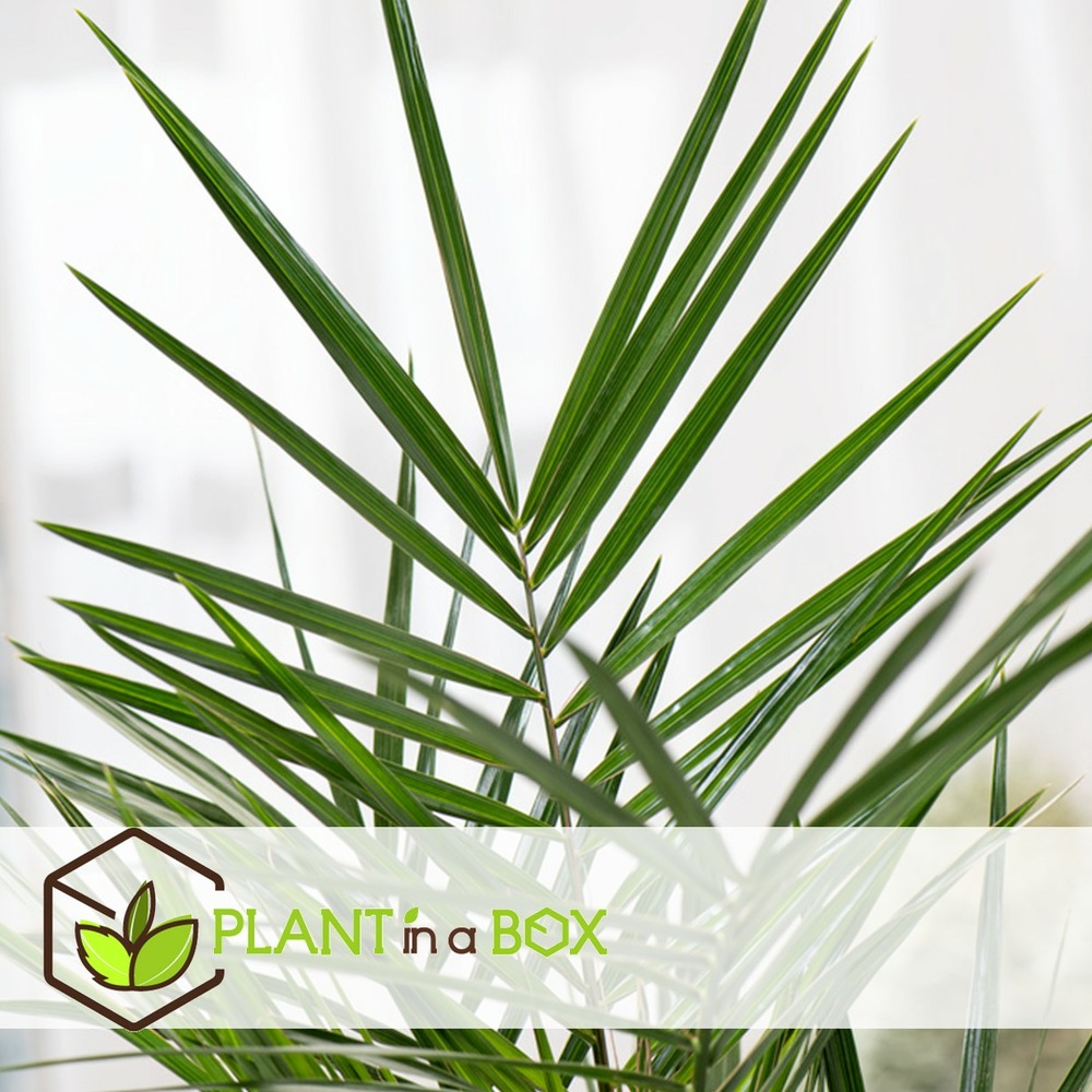 Phoenix canariensis - set de 4 - palmier dattier - pot 15cm - hauteur 50-60cm