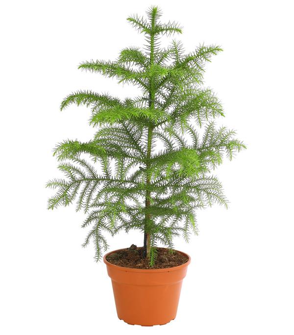 Zimmertanne - Araucaria heterophylla