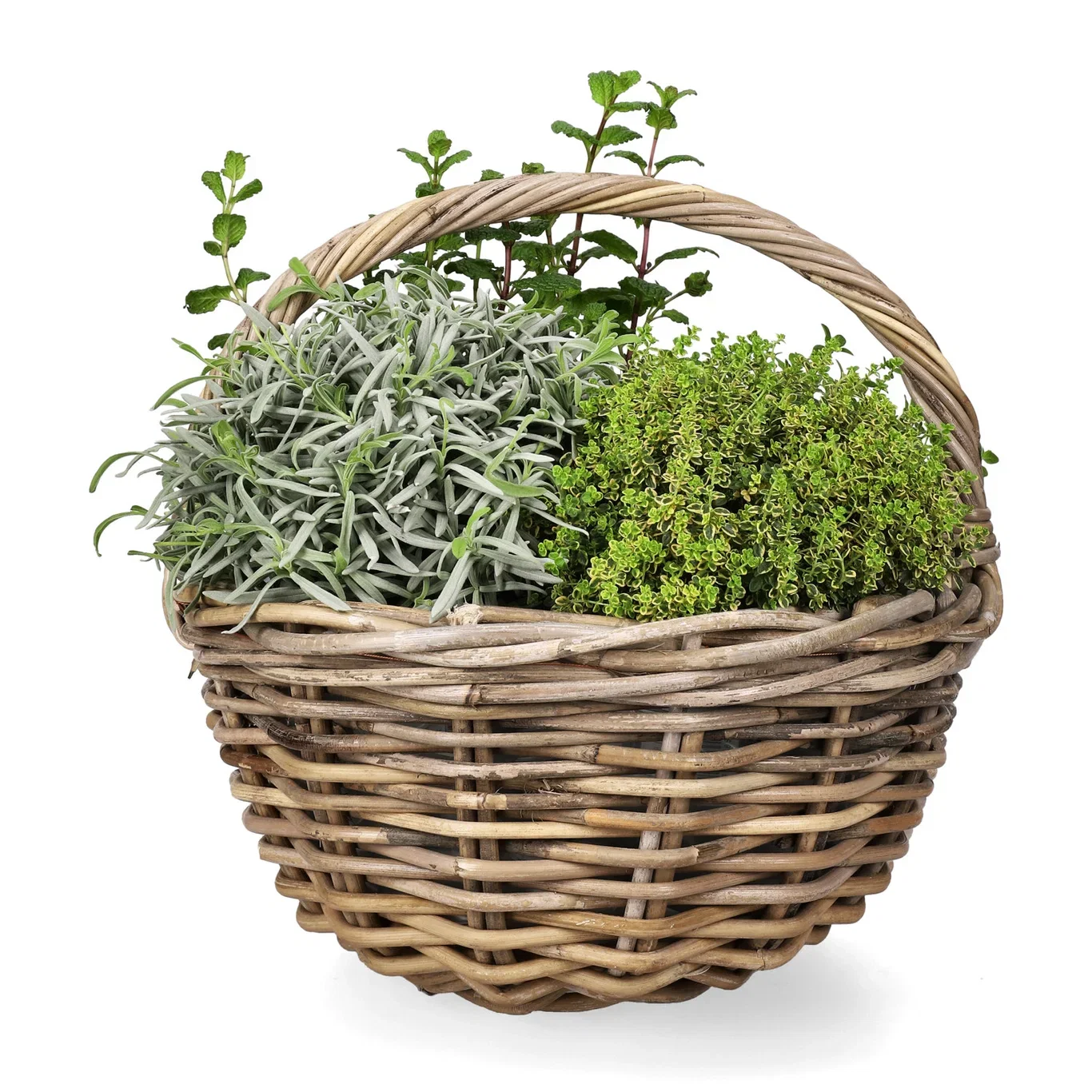 Lavandula officinalis Lavendel Ø14 cm