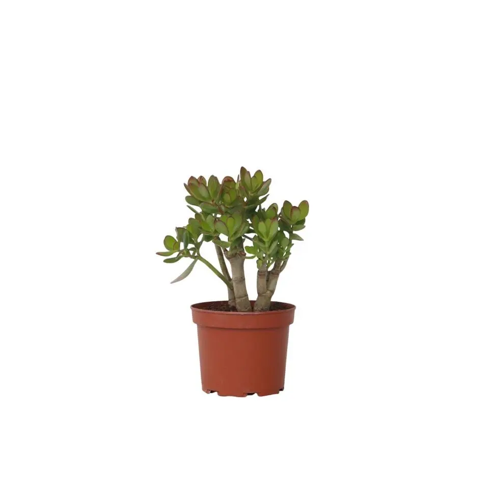 Jadeplant - Crassula ovata 'Minor' - Hoogte 30-35cm - ⌀17cm