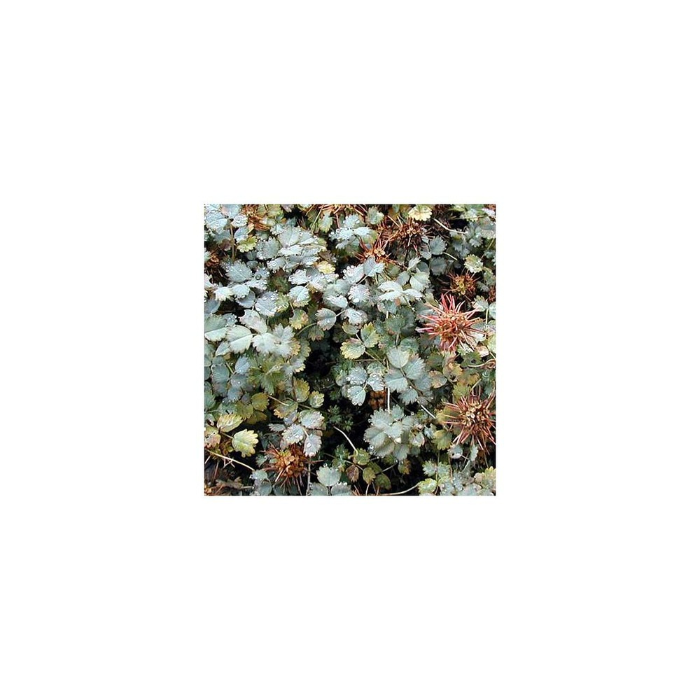 Lampourde de magellan, acaena buchananii/acaena buchananii[-]godet
