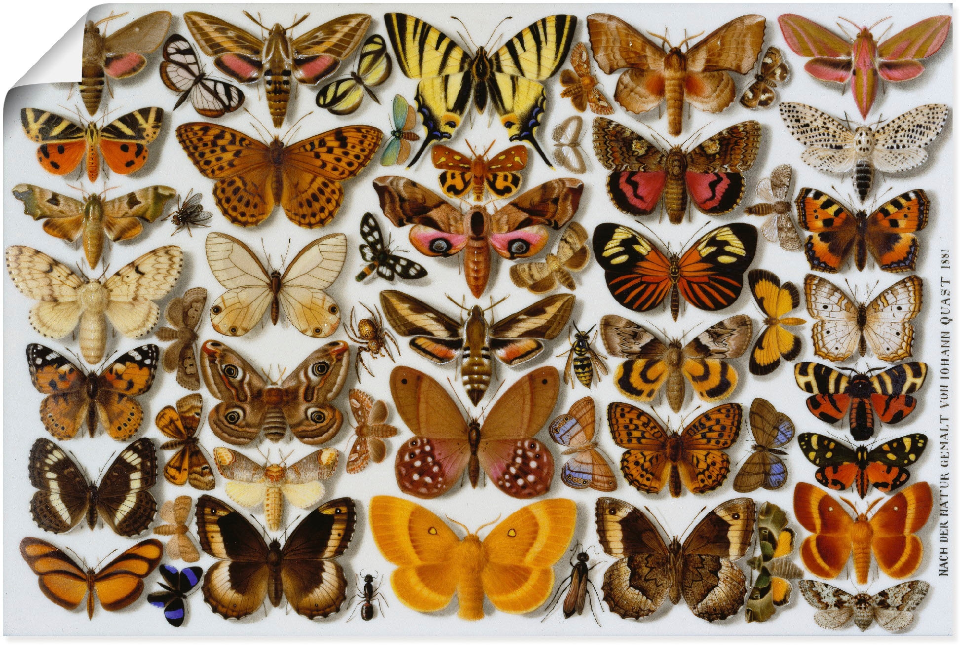 Artland Poster »Schmetterlinge. Porzellanmalerei. 1881« Insekten 1 Stk. tlg. als Alubild, Leinwandbild, Wandaufkleber oder Poster in versch. Grössen