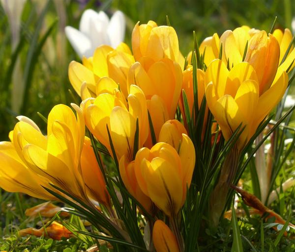 Krokus