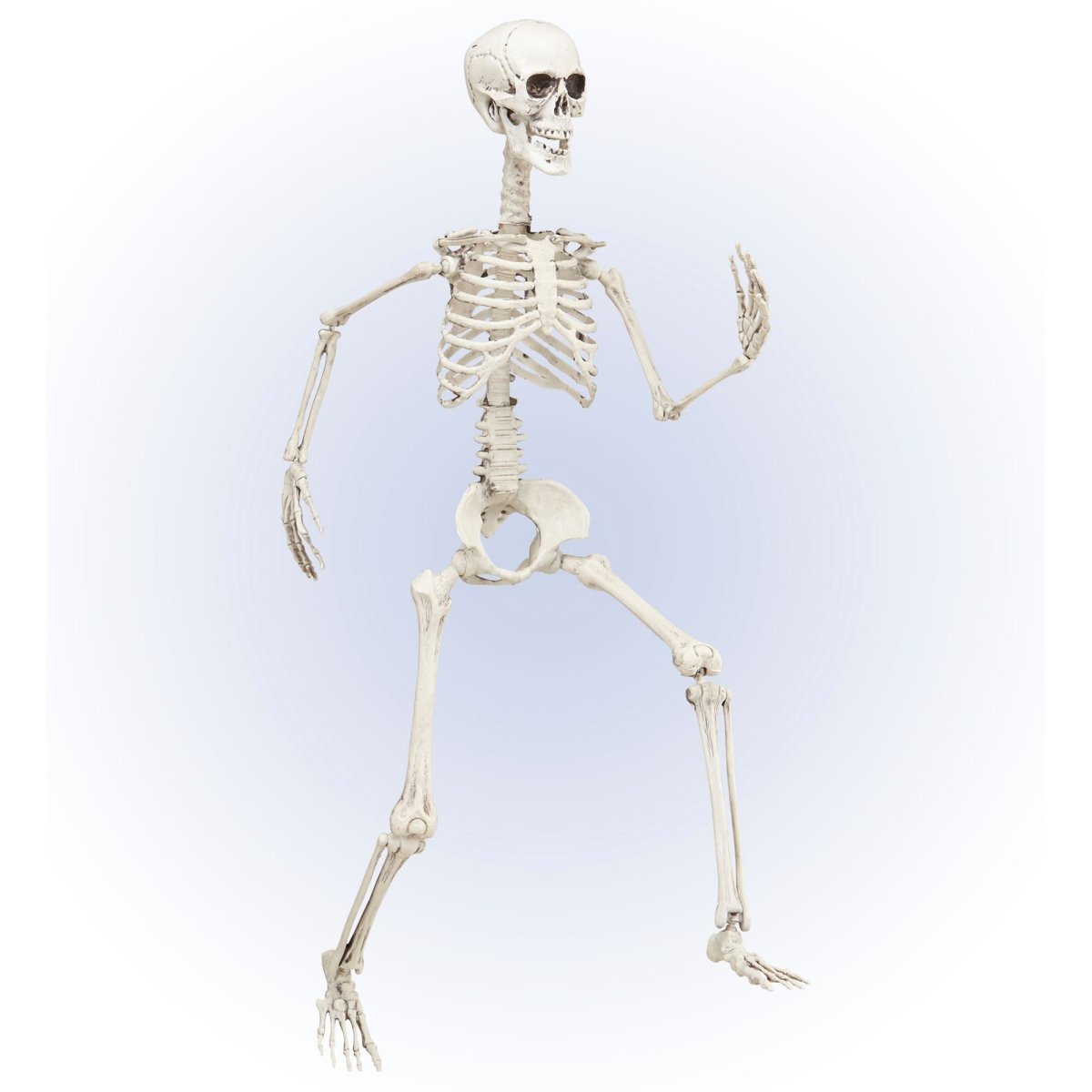 Halloween Skelet Beweegbaar 90cm