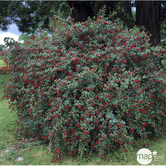 Escallonia ' Red Dream ' : ctr 3 litres