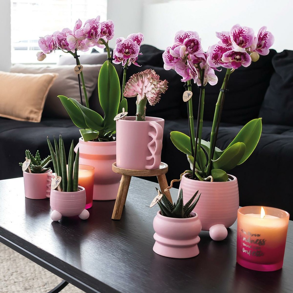 Plante d'intérieur - orchidées phalaenopsis rose violet - lot de 2 35cm