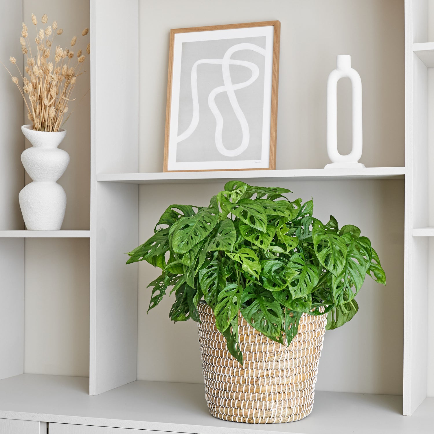 Gatenplant (Monstera 'Monkey Mask') D 27 H 60 cm