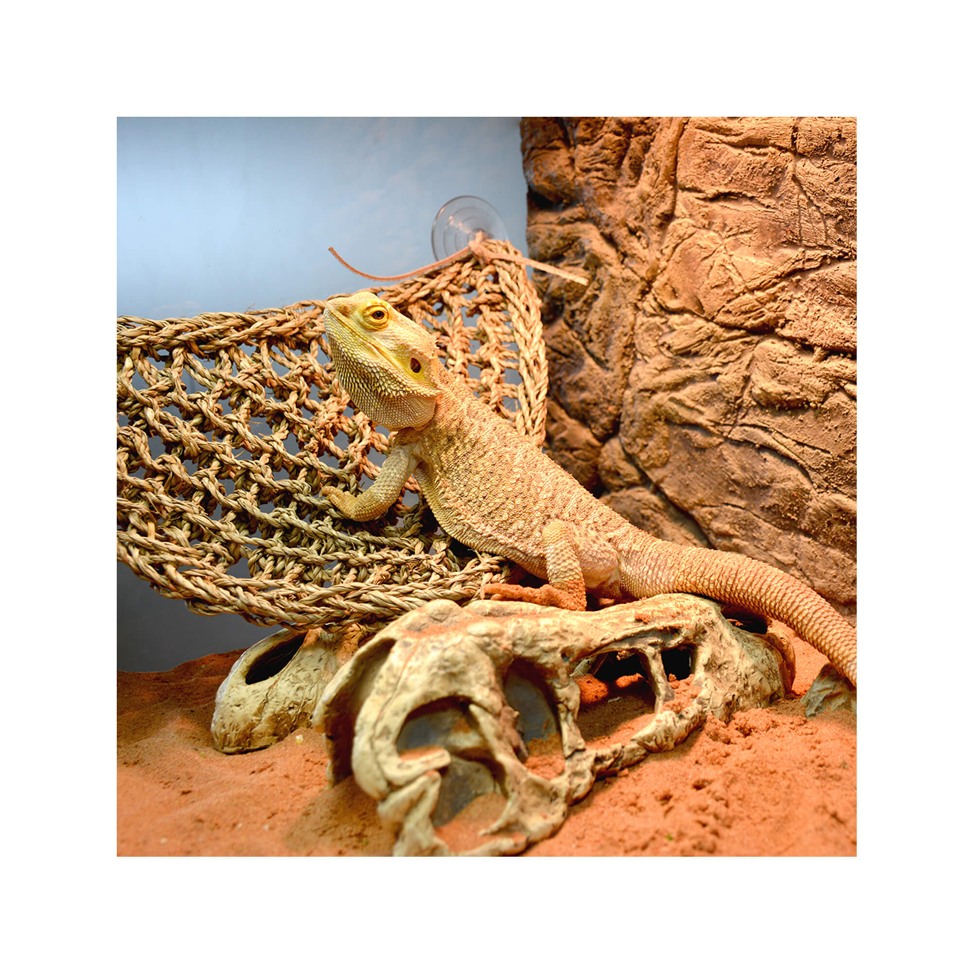 Terra Della Reptiel Relaxer Triangel + Ladder