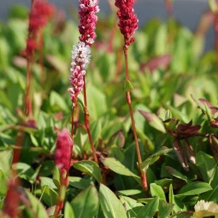 Duizendknoop (Persicaria affinis 'Derjeeling Red') D 9 H 10 cm