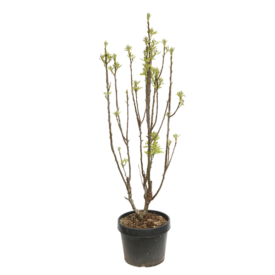 Poirier nain Garden Gem® ' Pyred' - Pot 7,5L