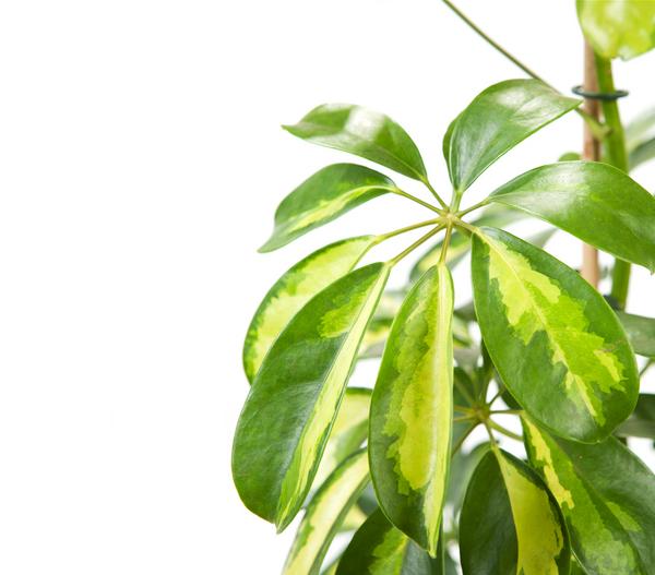Strahlenaralie - Schefflera arboricola