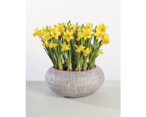Narcis, Paasklok FloraSelf Narcissus pseudonarcissus 'Tete a Tete' Ø 9 cm pot