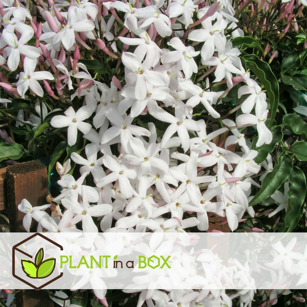 Jasminoides officinale - set de 6 - blanc - jasmin - pot 9cm - hauteur 25-40cm