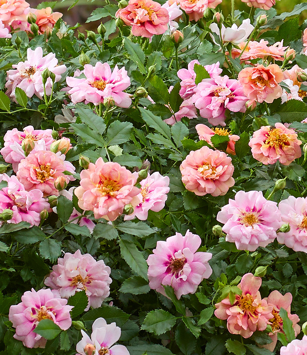 Rose 'Amirose®'