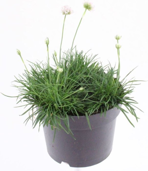 Engels gras (Armeria maritima 'Armada Deep Rose') D 17 H 20 cm
