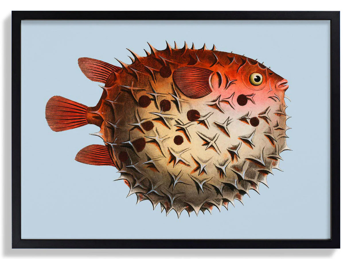 Kugelfisch