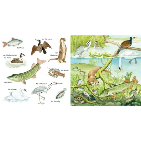 Carlsen Mein kleines buntes Bildwörterbuch: Tiere im und am Wasser