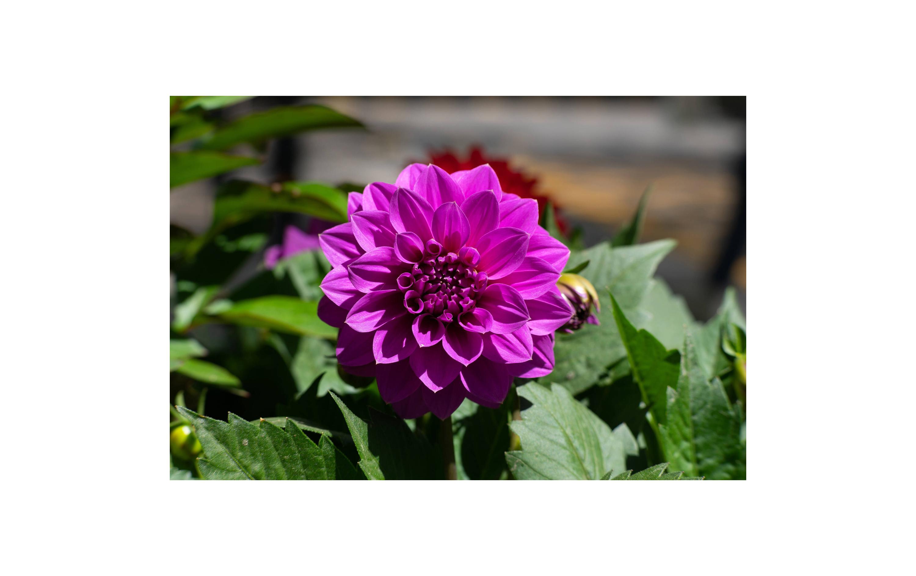 Festbrennweite 55mm F/1.4 Mark II – Nikon Z<br>Standard-Festbrennweite für den Alltag