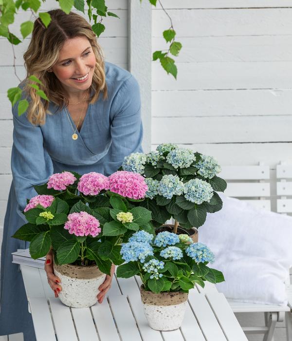 Hortensie 'Magical', verschiedene Farben