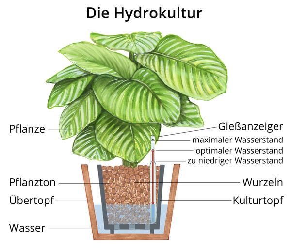 Blattanthurie - Anthurium ellipticum 'Jungle