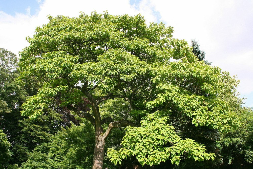 Arbre impérial - 200 graines - paulownia tomentosa