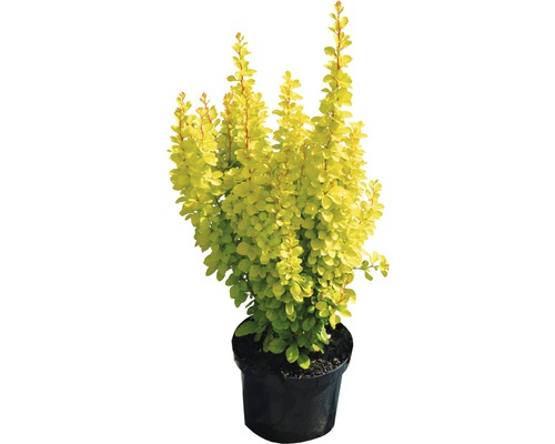 Gele dwergberberis Berberis thunbergii 