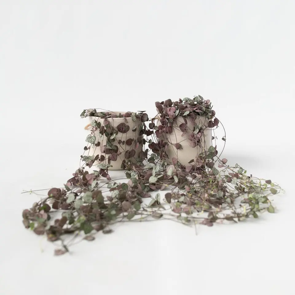 Chinees lantaarnplantje - Set van 2 - Ceropegia Woodii - Hoogte 20-30cm - ⌀14cm