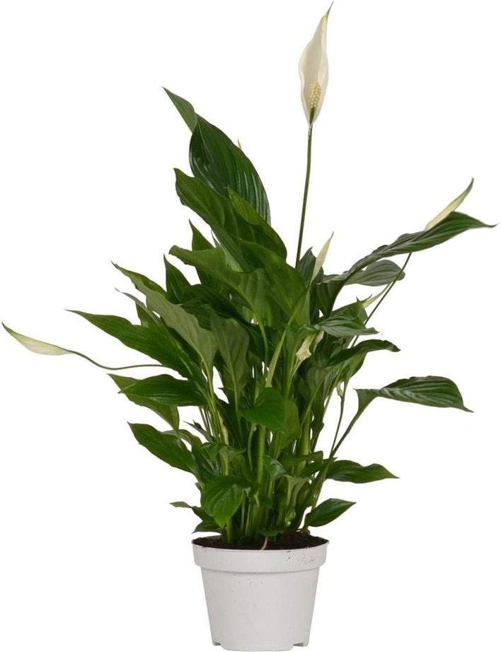 Lepelplant (Spathiphyllum 'Strauss') D 13 H 50 cm