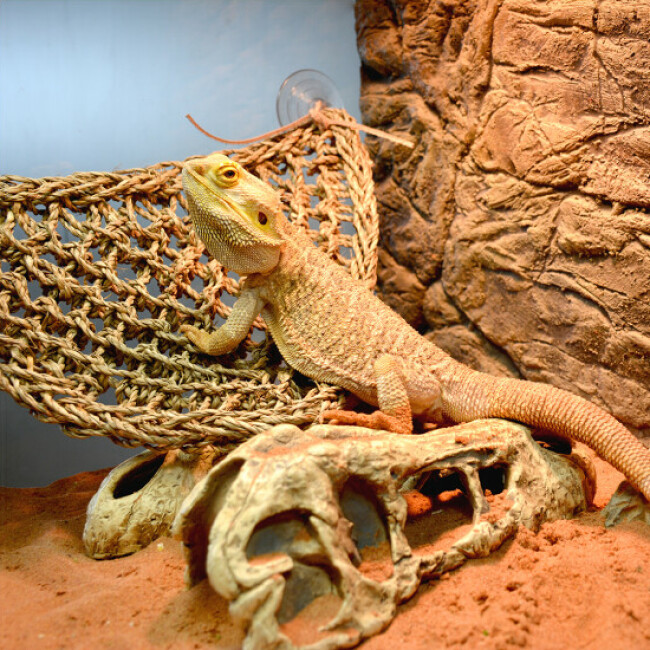 Hamac Terra Della pour reptile