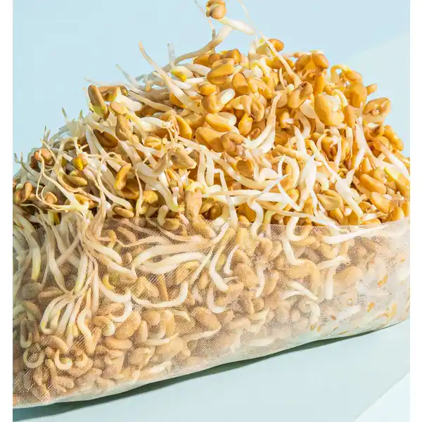 Bio Sprossenbeutel Box