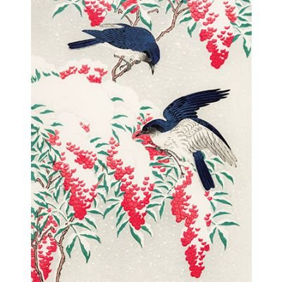 Flycatchers Cards 6 Pack