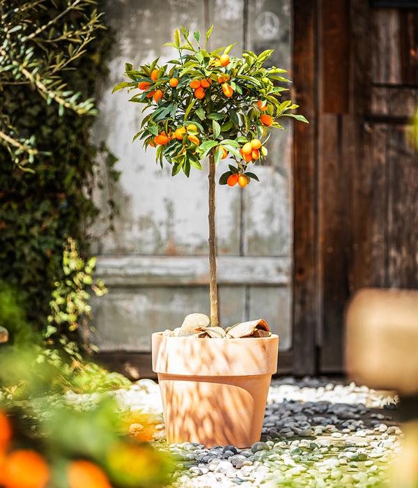 Kumquat