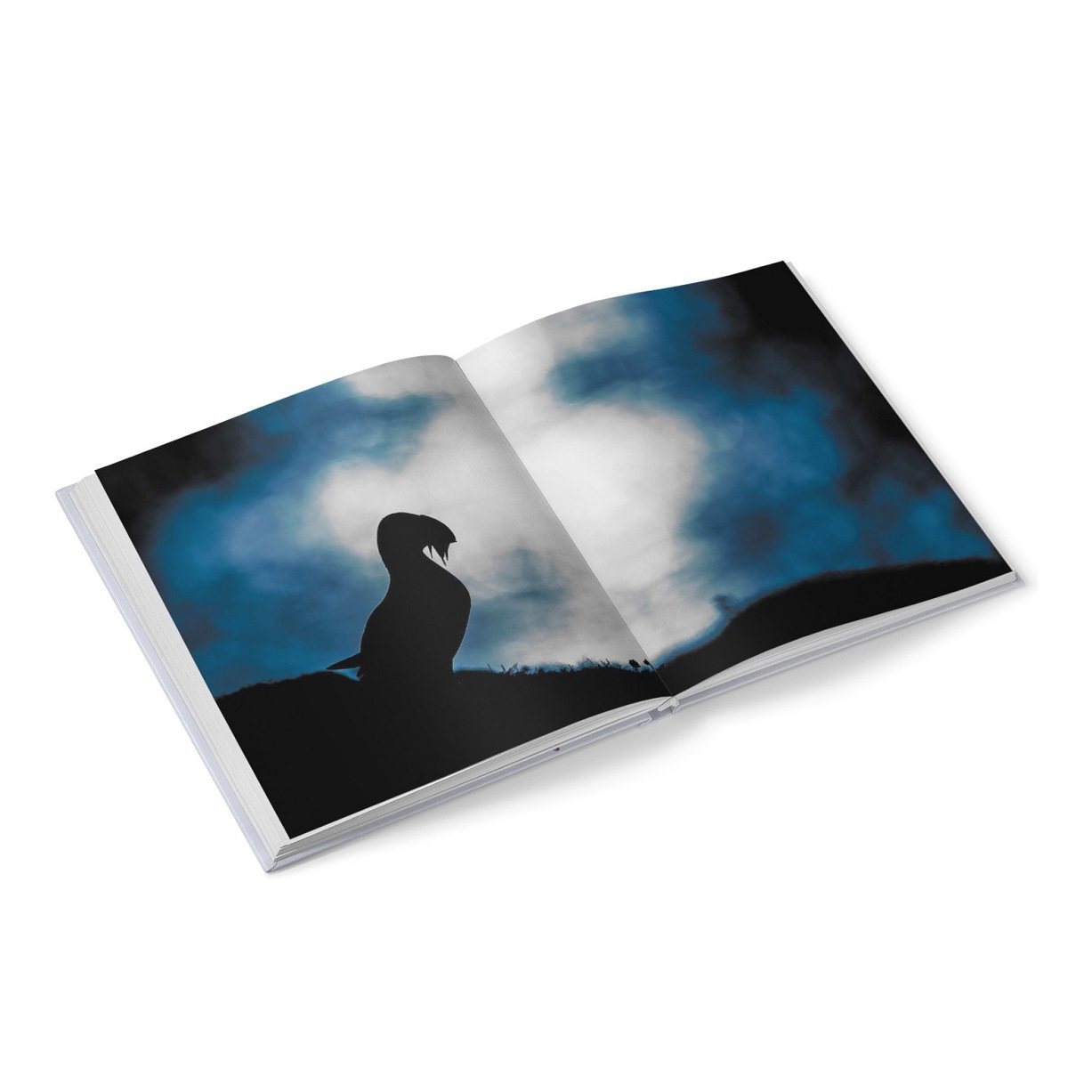 Puffins: Life on the Atlantic Edge (Hardback)