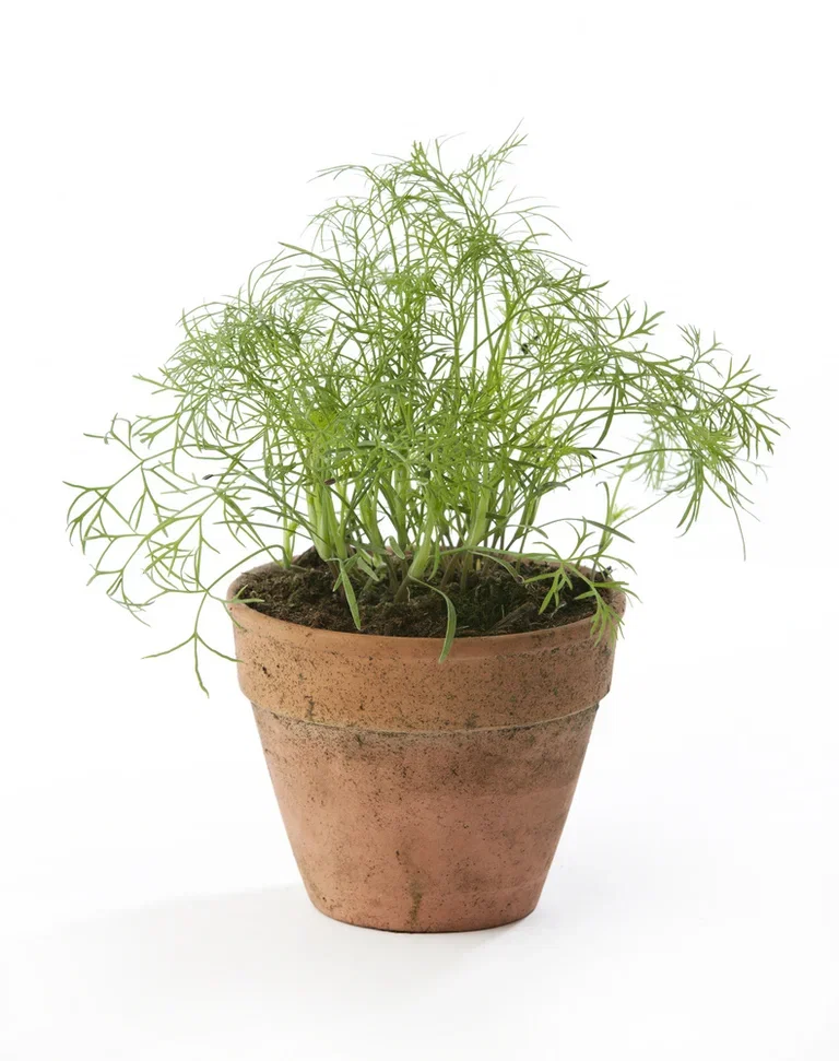 Anethum graveolens 12 cm Dill Ø12 cm