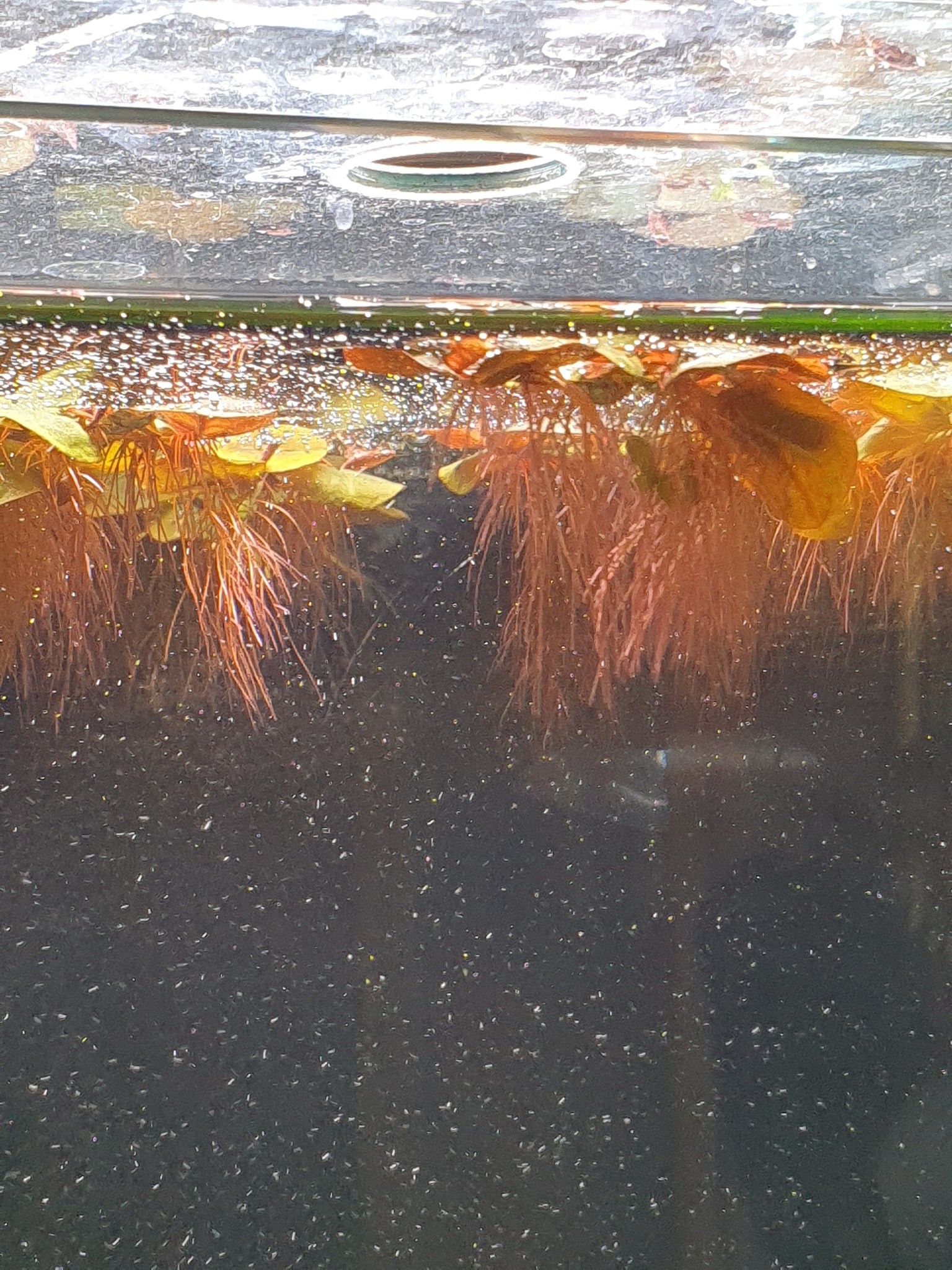 Waterplant Phyllanthus fluitans drijfplant | Aquariumplant